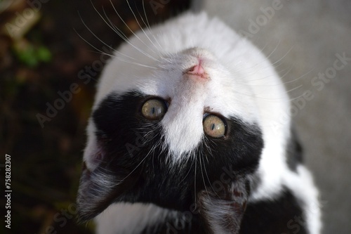 black and white kitten with yellow eyes