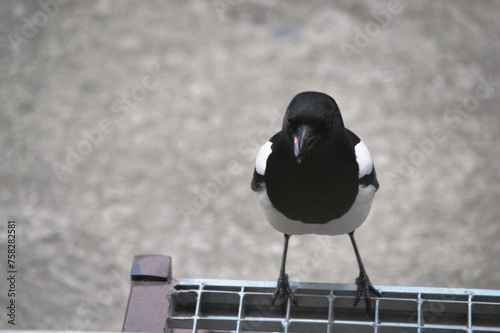 a large magpie on the stairs