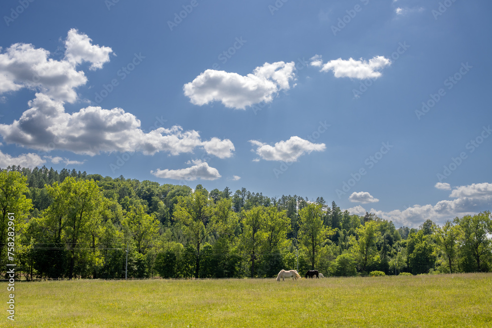 Fototapeta premium Horses on a pasture, Brnicko, Czechia