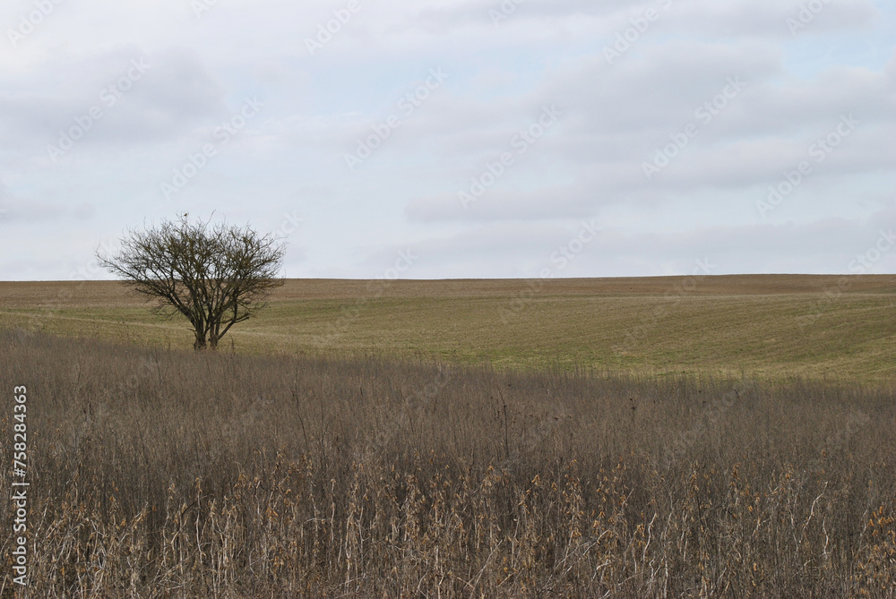 Obraz premium tree in the field