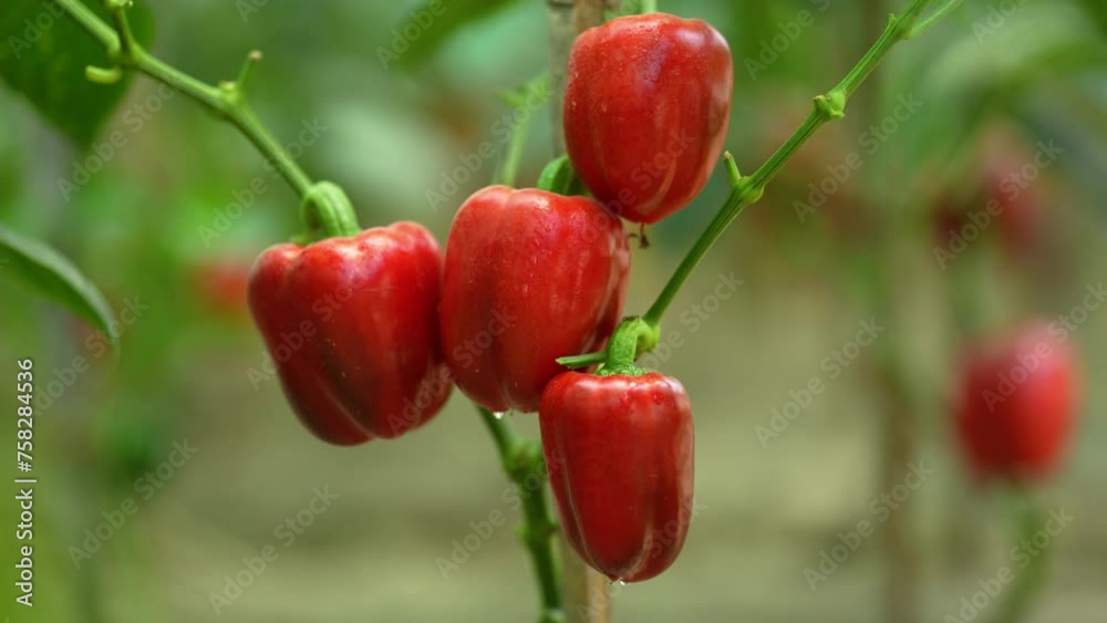 The beauty of vibrant yellow and red capsicum hanging gracefully on lush plants, a colorful symphony of nature's bounty in a thriving garden The beauty of vibrant yellow and red capsicum hanging gracefully on lush plants, a colorful symphony of nature's bounty in a thriving garden