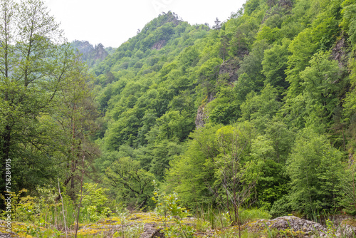 rocky banks of a mountain river with various types of vegetation in the summer.