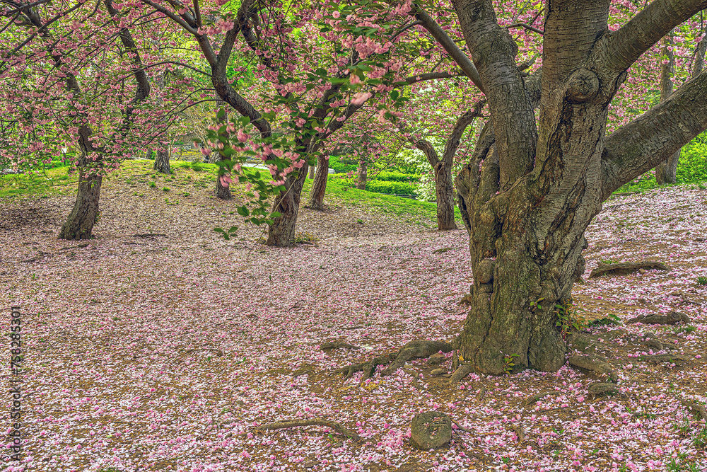 Naklejka premium Central Park in spring