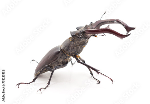 Black stag beetle.
