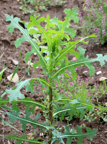 It grows in nature Lactuca serriola