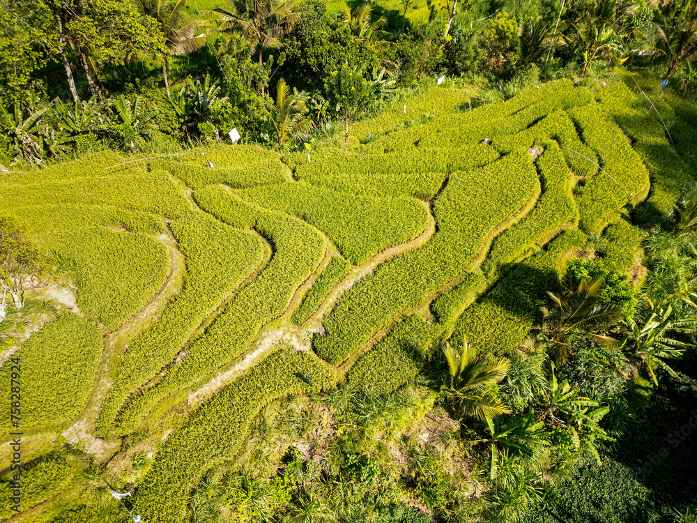 Rice fields taken from above in Bali in summer, drone photo Rice fields taken from above in Bali in summer, drone photo