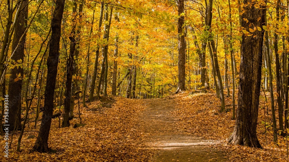 Obraz premium Bromont, Canada - October 14 2019: Colorful autumn view in Bromont mount in Quebec Canada