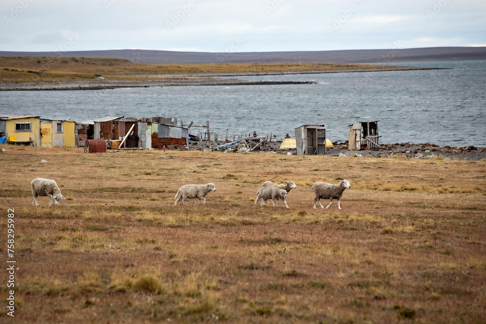 Herd of sheep on a grasslands of Tierra del Fuego, Argentina