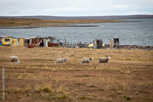 Obraz na płótnie Herd of sheep on a grasslands of Tierra del Fuego, Argentina w salonie