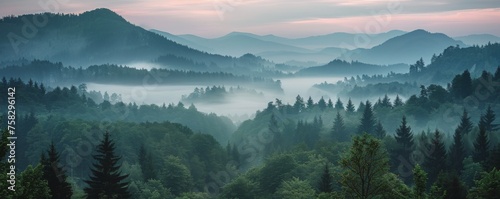 Misty Forest With Dense Trees © olegganko