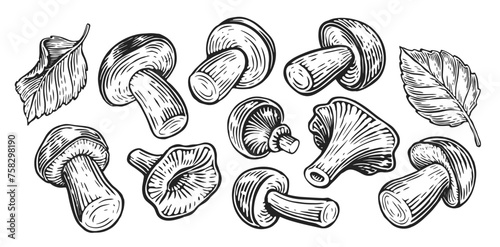 Various edible forest mushrooms collection, set. Hand drawn sketch vintage vector illustration