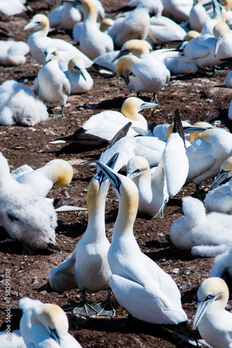 Bonaventure Island, Canada - August 27 2018: Birds crowd breeding in Bonaventure Island
