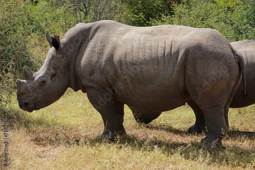 Rhinos in Kruger National Park  South Africa