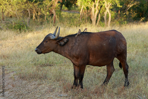 Fototapeta Naklejka Na Ścianę i Meble -  African buffalo in Kruger National Park, South Africa 