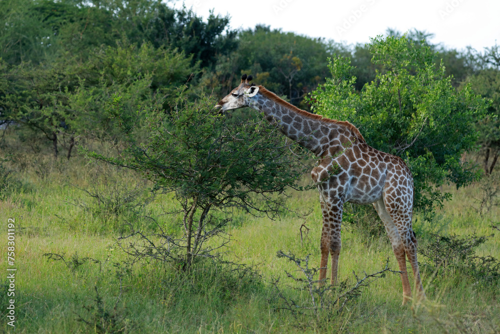 South African giraffe, Kruger National Park, South Africa South African giraffe, Kruger National Park, South Africa