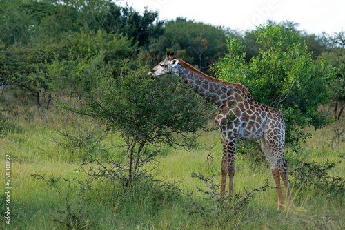 South African giraffe, Kruger National Park, South Africa