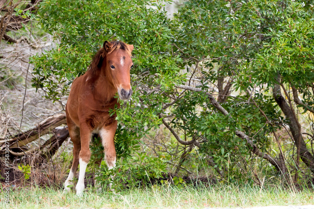 A young wild pony foal (Equus caballus) at Assateague Island National Seashore, Maryland A young wild pony foal (Equus caballus) at Assateague Island National Seashore, Maryland