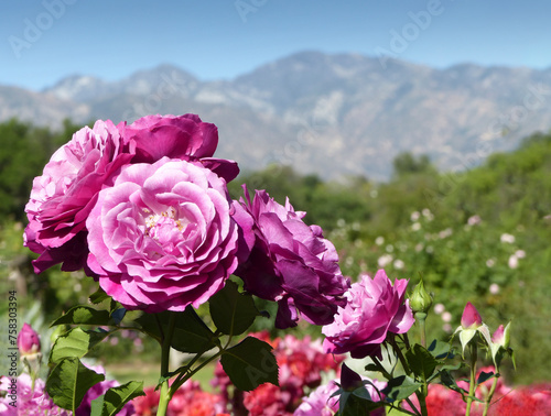Rose Garden and San Gabriel Mountains photo