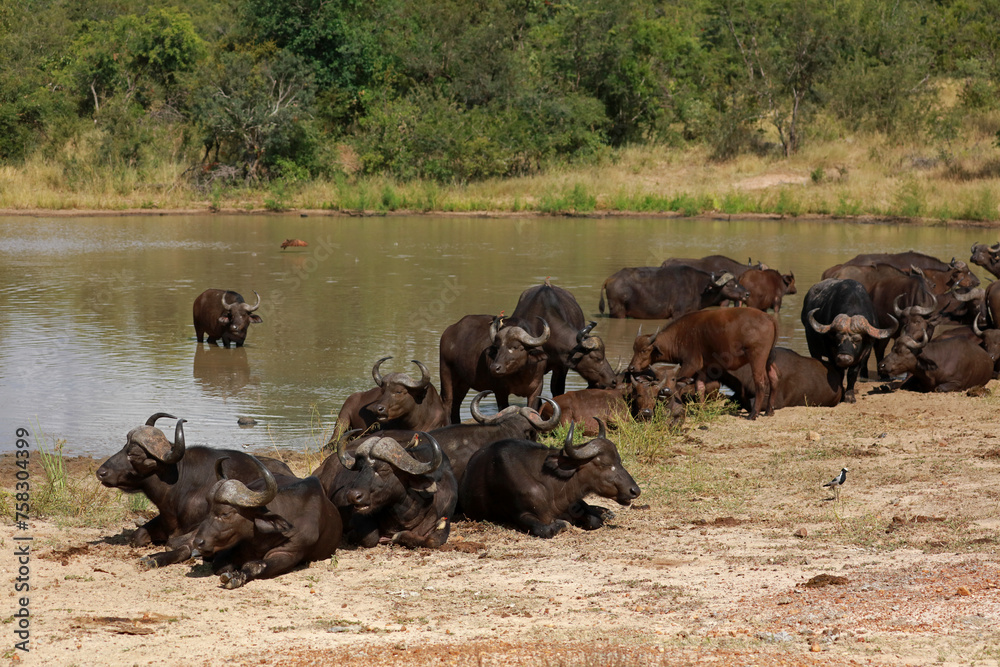 A herd of African buffalos in the Kruger National Park, South Africa A herd of African buffalos in the Kruger National Park, South Africa
