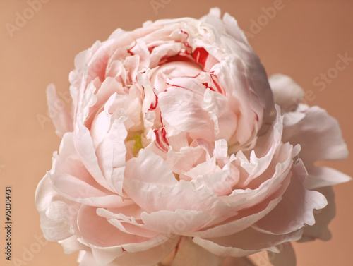 Makro of pink peony flower on peach background. Pink rose. Peach aesthetic. Closeup of blooming flower and petals. Pastel peach colors. Spring bouquet. Love, romantic. Peach aesthetic. Trendy color. © SveM