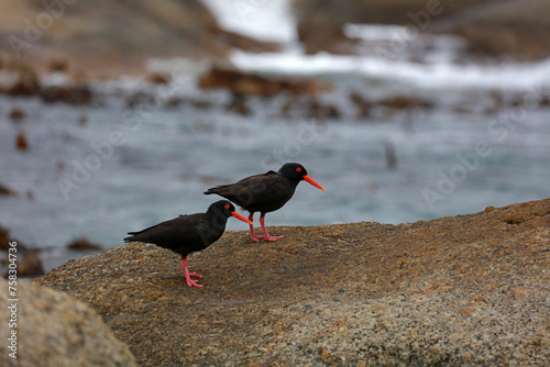 African Black Oystercatcher at Boulders Beach, Cape Peninsula, in Simon's Town, Cape town area, South Africa 