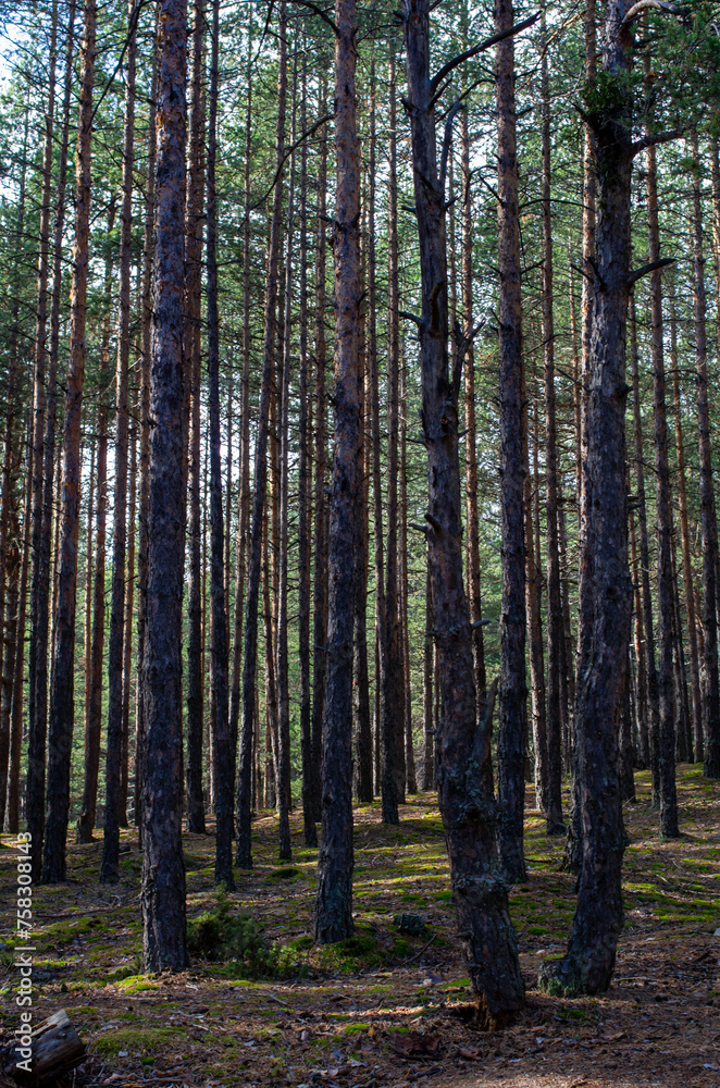 forest in autumn forest in autumn