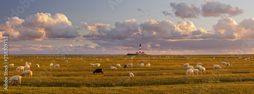 Schafe, Leuchtturm Westerhever, Schleswig-Holstein, Deutschland