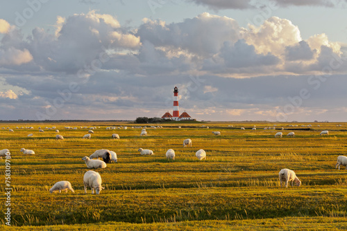 Schafe, Leuchtturm Westerhever, Schleswig-Holstein, Deutschland