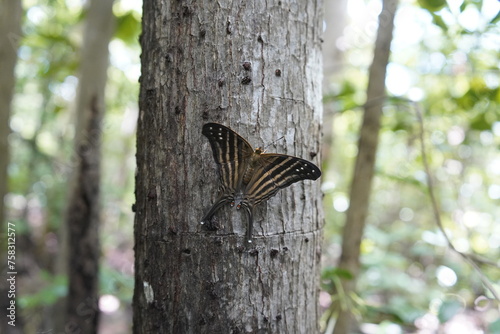 Marpesia chiron (popularly called Many-banded Daggerwing in English) is a neotropical butterfly from the Nymphalidae family. Botanical Garden, Caucaia - Fortaleza - Ceará, Brazil.