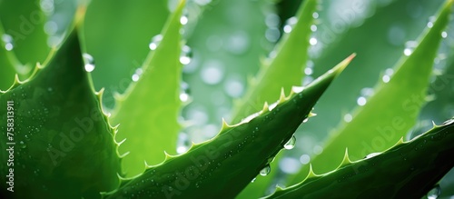 Closeup of a symmetrical green aloe vera plant with water drops on its leaves, showcasing the beauty of this terrestrial plant through macro photography © TheWaterMeloonProjec