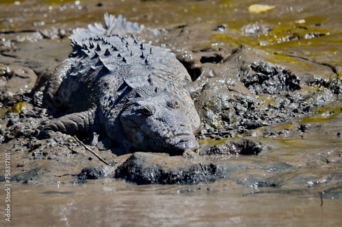 Costa Rican Crocodile on the River Tempisque, Costa Rica