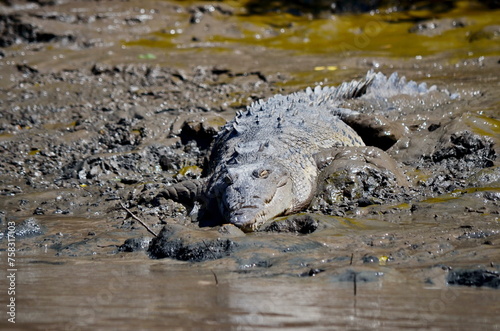 Costa Rican Crocodile on the River Tempisque, Costa Rica