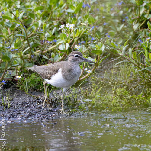 Common sandpiper, Elmelund Skov, Denmark (Actitis hypoleucos) photo