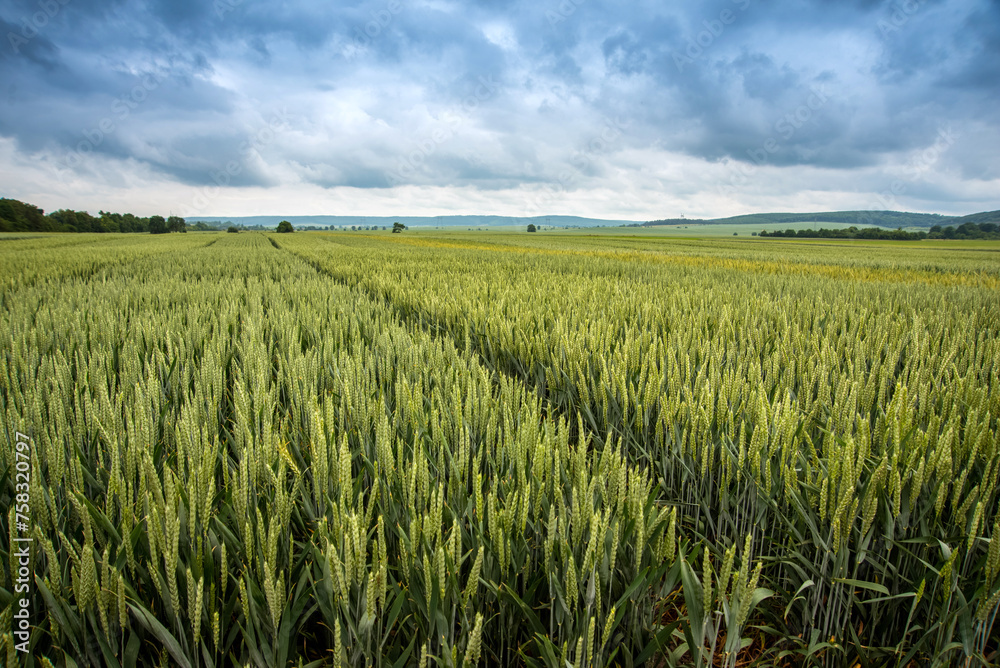 beautiful landscape of Green wheat field , hills on the horizon beautiful landscape of Green wheat field , hills on the horizon