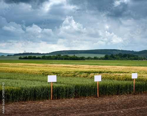winter wheat on demonstration plots of various varieties with signs, beautiful landscapes