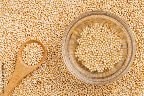 Chenopodium quinoa – Quinoa cereal soaked in water