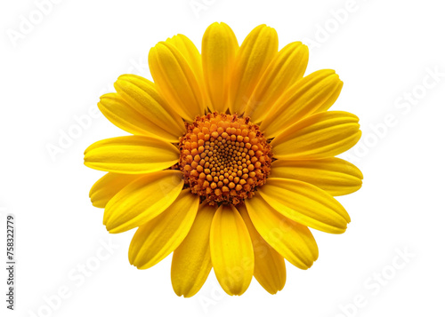 Yellow daisy flower isolated on transparent background. Floral design element.