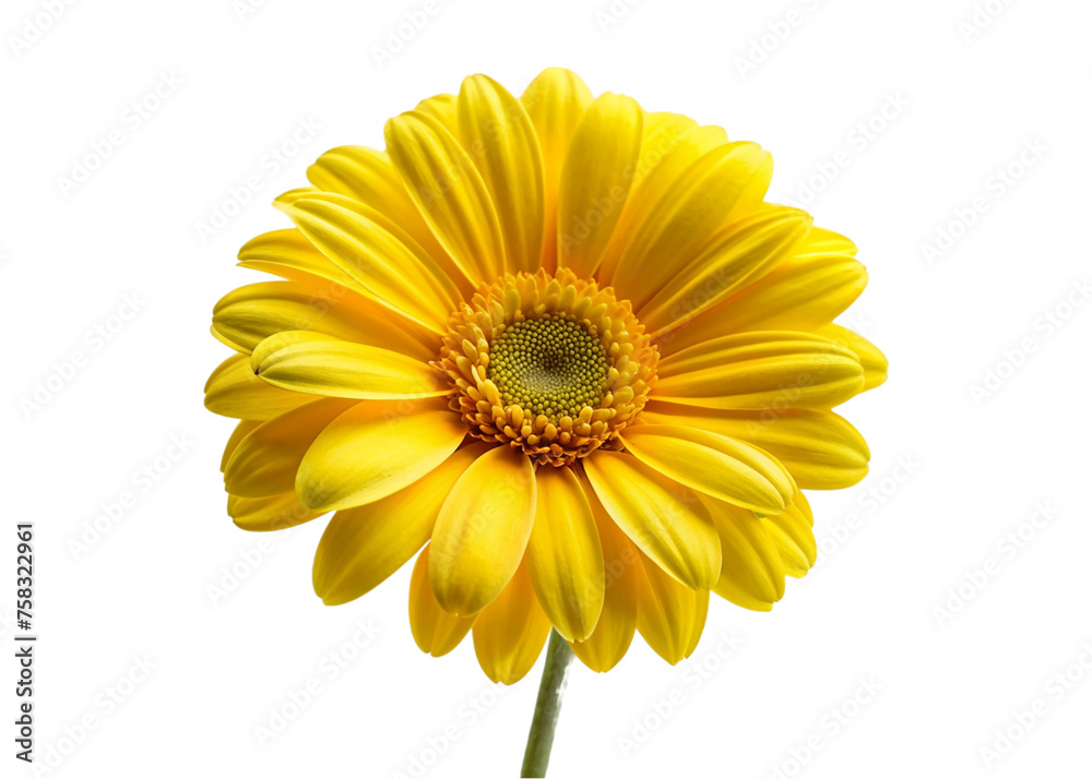 Yellow daisy flower isolated on transparent background. Floral design element. Yellow daisy flower isolated on transparent background. Floral design element.
