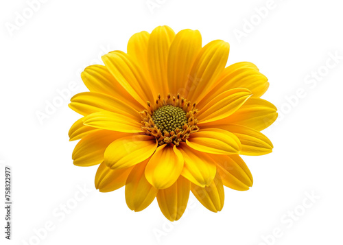 Yellow daisy flower isolated on transparent background. Floral design element.