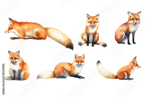 fox element set animal adorable cute furry fox fur hunting paws illustration watercolor foxy collection background sitting isolated wildlife black red white wild red animal photo