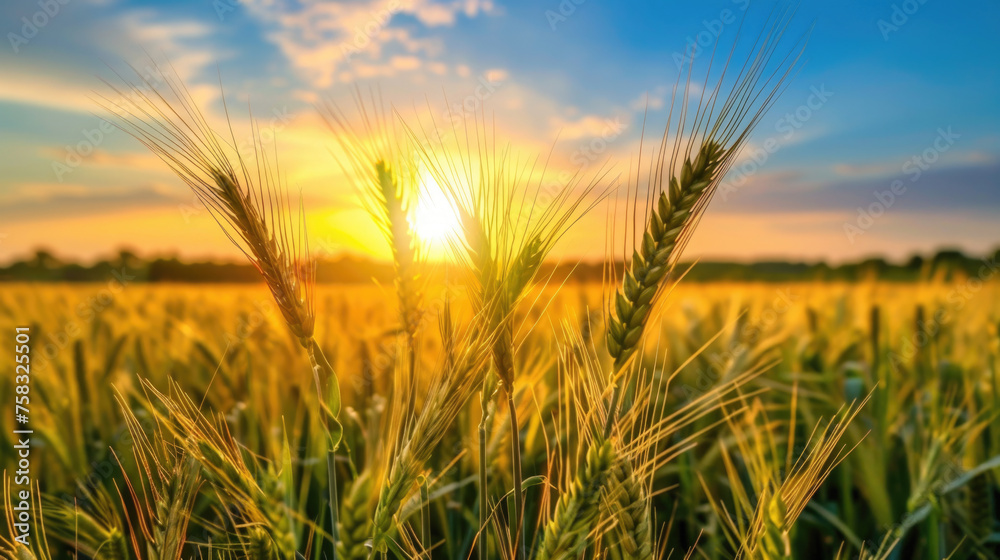 A beautiful sunset over a golden wheat field. Suitable for agricultural or nature concepts