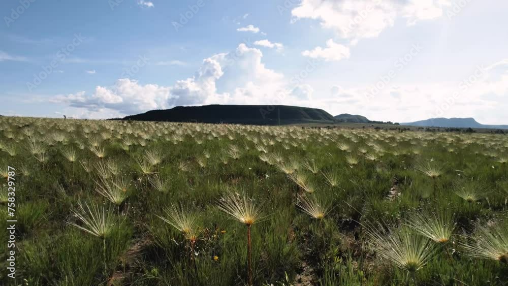 Imagens aéreas Campo dos Chuveirinhos - Chapada dos Veadeiros - Brazil (Planta Sempre-viva, Chuveirinho, Paepalanthus classenianus. Palipalan)