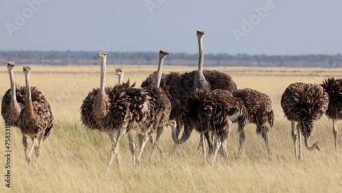 Group of brown and black common ostrich, Struthio camelus, walking towards camera in long yellow savannah grass filed in Etosha, Namibia, in warm golden light photo