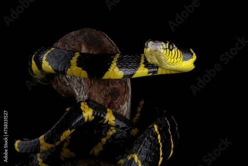 boiga dendrophila yellow ringed, gold ringed snake, indonesia snake 