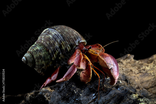 beautiful hermit crab crawling on wood, Coenobita clypeatus