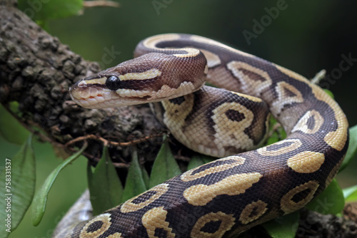 Ball python snake close up on branch, python regius 
