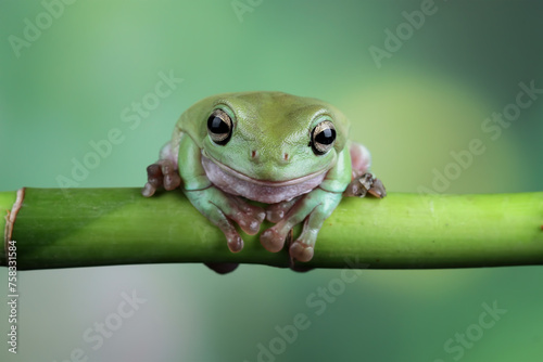 Dumpy frog on a leaves, tree frog front view, litoria caerulea 
