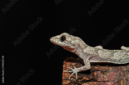 .Close-up of Kotschy's Naked-toed Gecko in its natural habitat, on a tree stump (Mediodactylus kotschyi). . photo