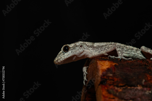 .Close-up of Kotschy's Naked-toed Gecko in its natural habitat, on a tree stump (Mediodactylus kotschyi). . photo