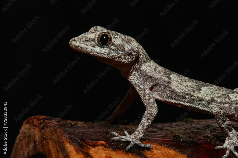 Fototapeta premium .Close-up of Kotschy's Naked-toed Gecko in its natural habitat, on a tree stump (Mediodactylus kotschyi). A gecko licking its eye..